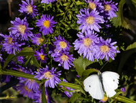 Purple and White 